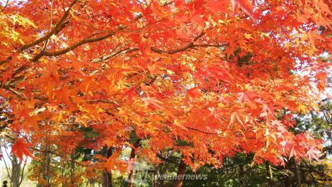 翠ヶ丘公園 福島 の紅葉見頃情報 紅葉情報 ウェザーニュース