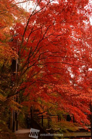 塩原温泉 栃木 の紅葉見頃情報 紅葉情報 ウェザーニュース