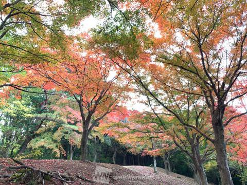 釜伏山周辺 埼玉 の紅葉見頃情報 紅葉情報 ウェザーニュース