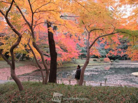 小石川後楽園 東京 の紅葉見頃情報 紅葉情報 ウェザーニュース