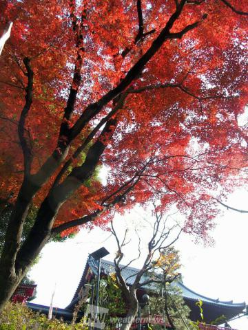 上野恩賜公園 東京 の紅葉見頃情報 紅葉情報 ウェザーニュース