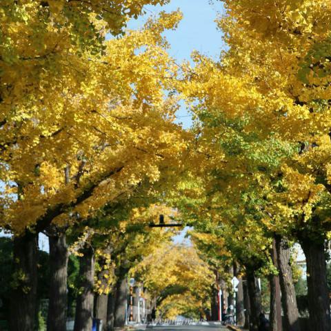 田園調布銀杏並木 東京 の紅葉見頃情報 紅葉情報 ウェザーニュース