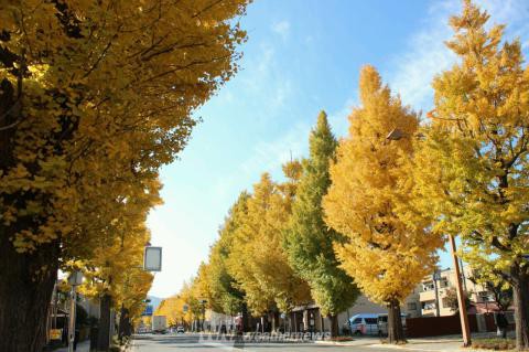 甲州街道いちょう並木 東京 の紅葉見頃情報 紅葉情報 ウェザーニュース