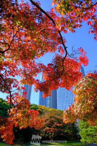 浜離宮恩賜庭園 東京 の紅葉見頃情報 紅葉情報 ウェザーニュース