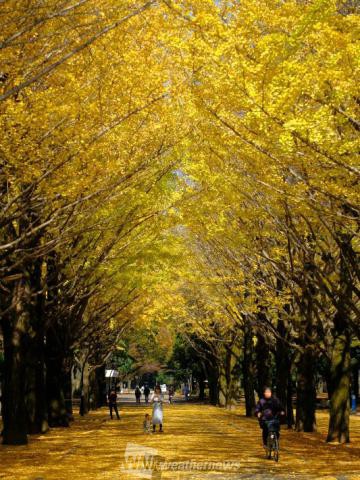 光が丘公園 東京 の紅葉見頃情報 紅葉情報 ウェザーニュース