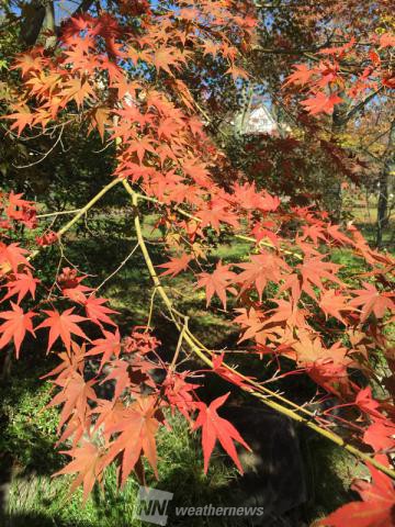 陵南公園 東京 の紅葉見頃情報 紅葉名所 紅葉ch ウェザーニュース