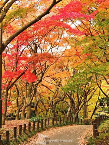 北の丸公園 東京 の紅葉見頃情報 紅葉情報 ウェザーニュース