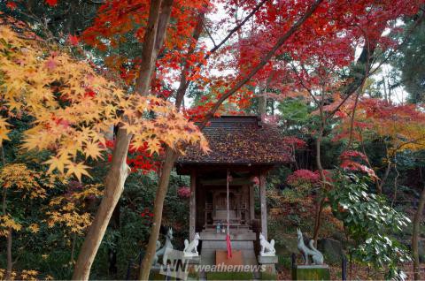 本土寺 千葉 の紅葉見頃情報 紅葉名所 紅葉ch ウェザーニュース