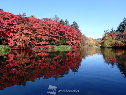 雲場池(長野)の紅葉見頃情報・紅葉名所｜紅葉Ch.ウェザーニュース