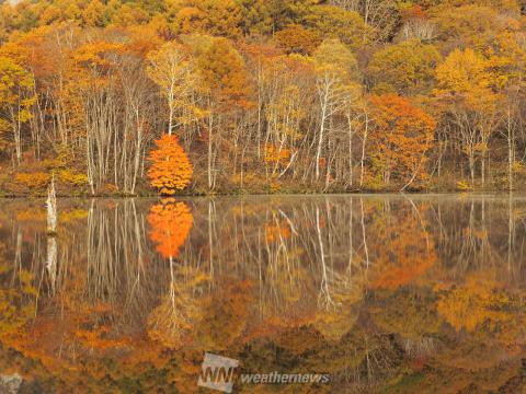 鏡池 長野 の紅葉見頃情報 紅葉情報 ウェザーニュース