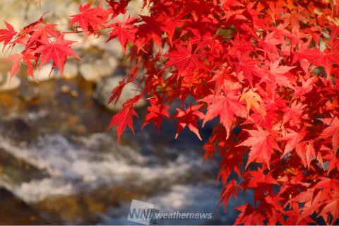 道志川沿い 山梨 の紅葉見頃情報 紅葉情報 ウェザーニュース