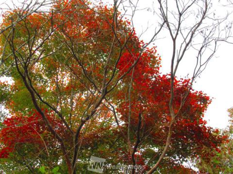 丸火自然公園 静岡 の紅葉見頃情報 紅葉情報 ウェザーニュース