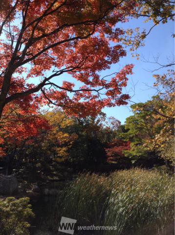 浜松城公園 静岡 の紅葉見頃情報 紅葉名所 紅葉ch ウェザーニュース