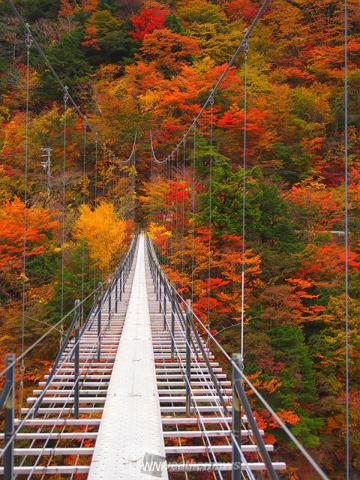 井川湖 静岡 の紅葉見頃情報 紅葉情報 ウェザーニュース