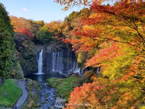 白糸ノ滝 静岡 の紅葉見頃情報 紅葉名所 紅葉ch ウェザーニュース