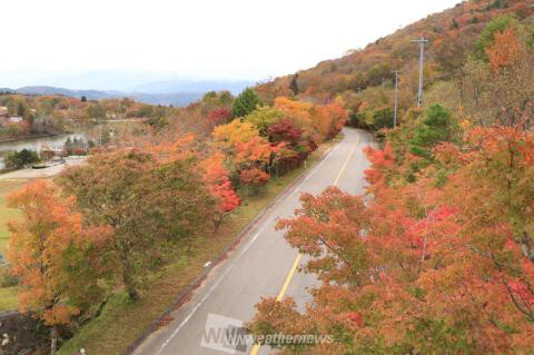 茶臼山高原 愛知 の紅葉見頃情報 紅葉情報21 ウェザーニュース