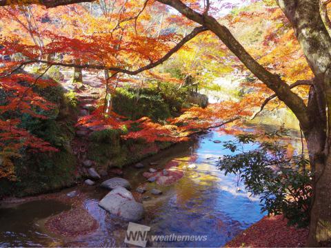 岩屋堂公園 愛知 の紅葉見頃情報 紅葉情報 ウェザーニュース