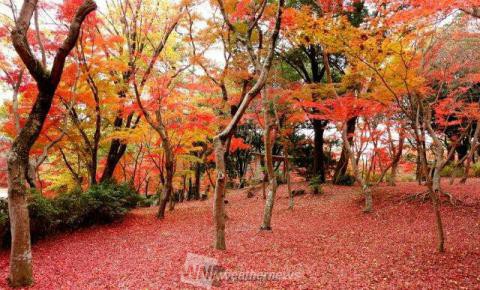 岡崎市東公園 愛知 の紅葉見頃情報 紅葉名所 紅葉ch ウェザーニュース