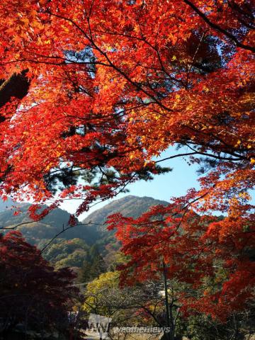 養老公園 岐阜 の紅葉見頃情報 紅葉情報 ウェザーニュース