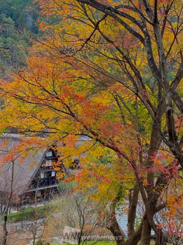 下呂温泉合掌村 岐阜 の紅葉見頃情報 紅葉情報 ウェザーニュース