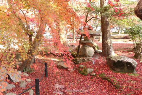 曽木 公園 ライト アップ 2019