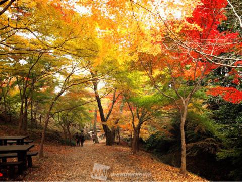 水沢もみじ谷 三重 の紅葉見頃情報 紅葉情報 ウェザーニュース