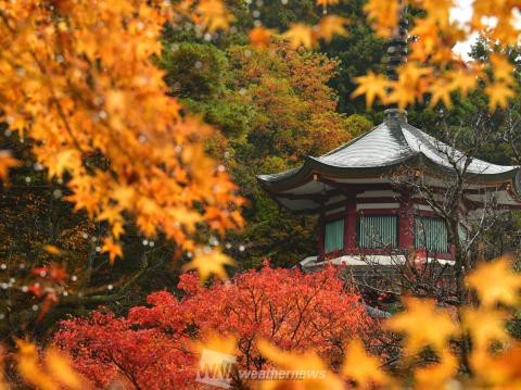 鶴仙渓 石川 の紅葉見頃情報 紅葉情報 ウェザーニュース