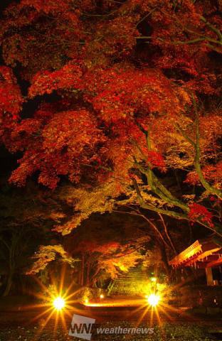 胡宮神社 滋賀 の紅葉見頃情報 紅葉情報 ウェザーニュース