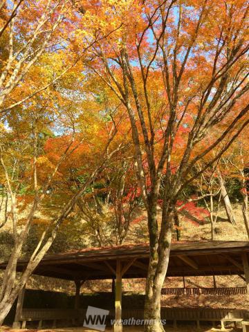 京都府立笠置山自然公園 京都 の紅葉見頃情報 紅葉名所 紅葉ch ウェザーニュース