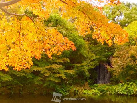 大阪の紅葉見頃情報 紅葉ch ウェザーニュース