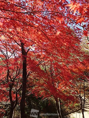 神戸布引ハーブ園 ロープウェイ 兵庫 の紅葉見頃情報 紅葉名所 紅葉ch ウェザーニュース