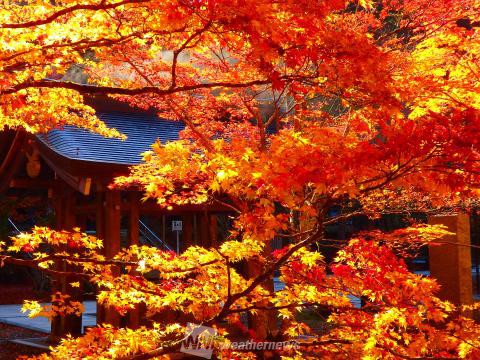 高野山 和歌山 の紅葉見頃情報 紅葉名所 紅葉ch ウェザーニュース