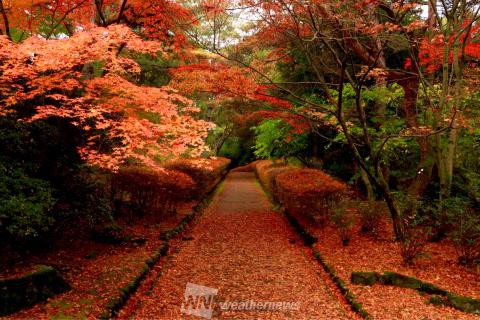 みやま公園 岡山 の紅葉見頃情報 紅葉名所 紅葉ch ウェザーニュース