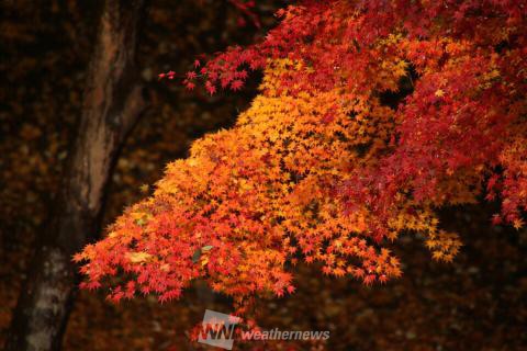 尾関山公園 広島 の紅葉見頃情報 紅葉情報 ウェザーニュース