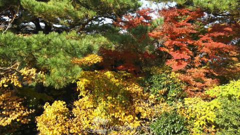 香川の紅葉見頃情報 紅葉名所 紅葉ch ウェザーニュース