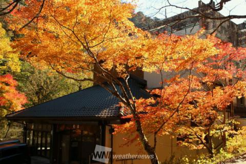 面河渓 愛媛 の紅葉見頃情報 紅葉名所 紅葉ch ウェザーニュース