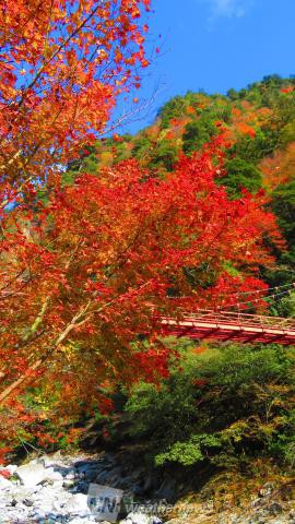 安居渓谷 高知 の紅葉見頃情報 紅葉名所 紅葉ch ウェザーニュース