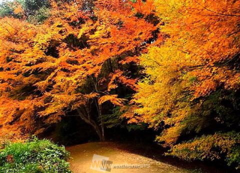 白馬渓 大分 の紅葉見頃情報 紅葉情報 ウェザーニュース