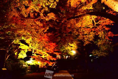 大興善寺 佐賀 の紅葉見頃情報 紅葉情報 ウェザーニュース