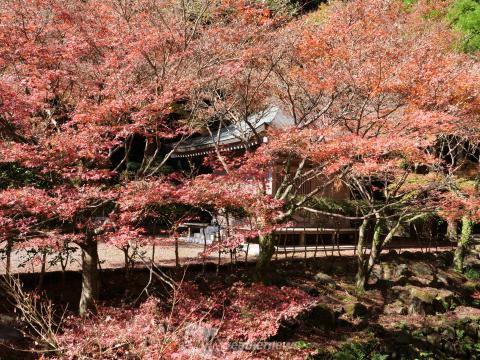 冠岳 鹿児島 の紅葉見頃情報 紅葉名所 紅葉ch ウェザーニュース