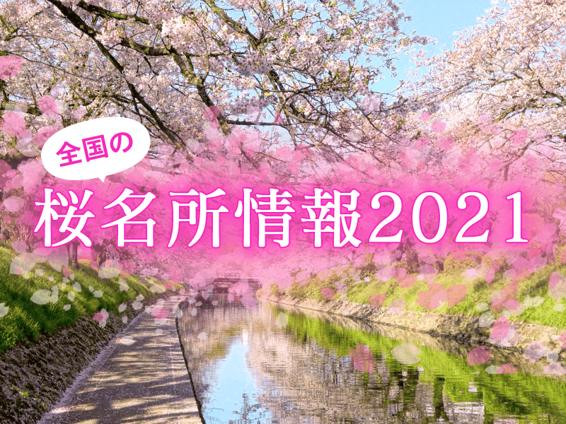 前線 2021 桜
