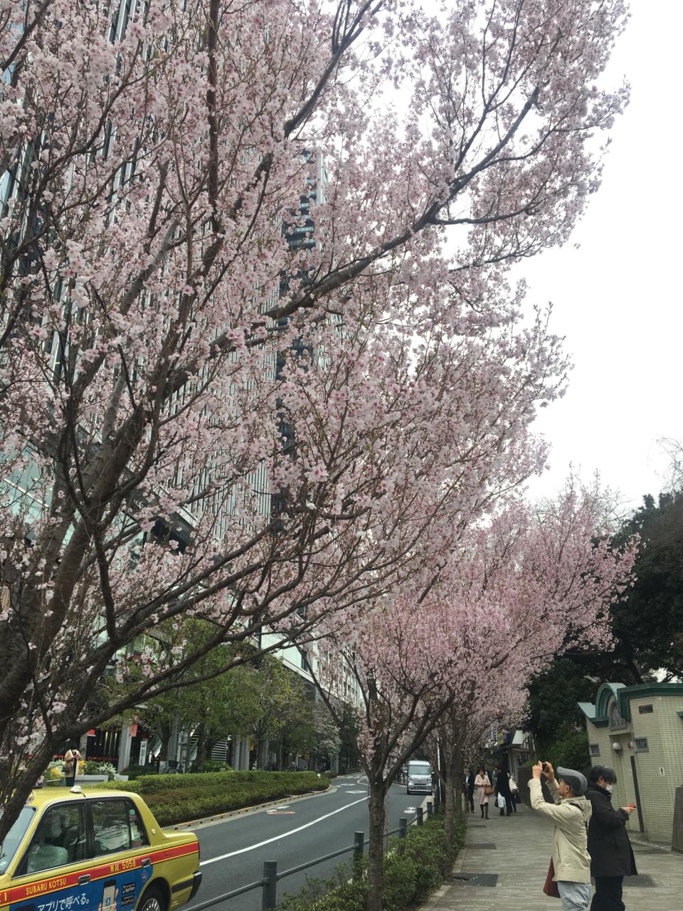 リポーターお花見おすすめスポット情報 桜開花 花見情報 ウェザーニュース