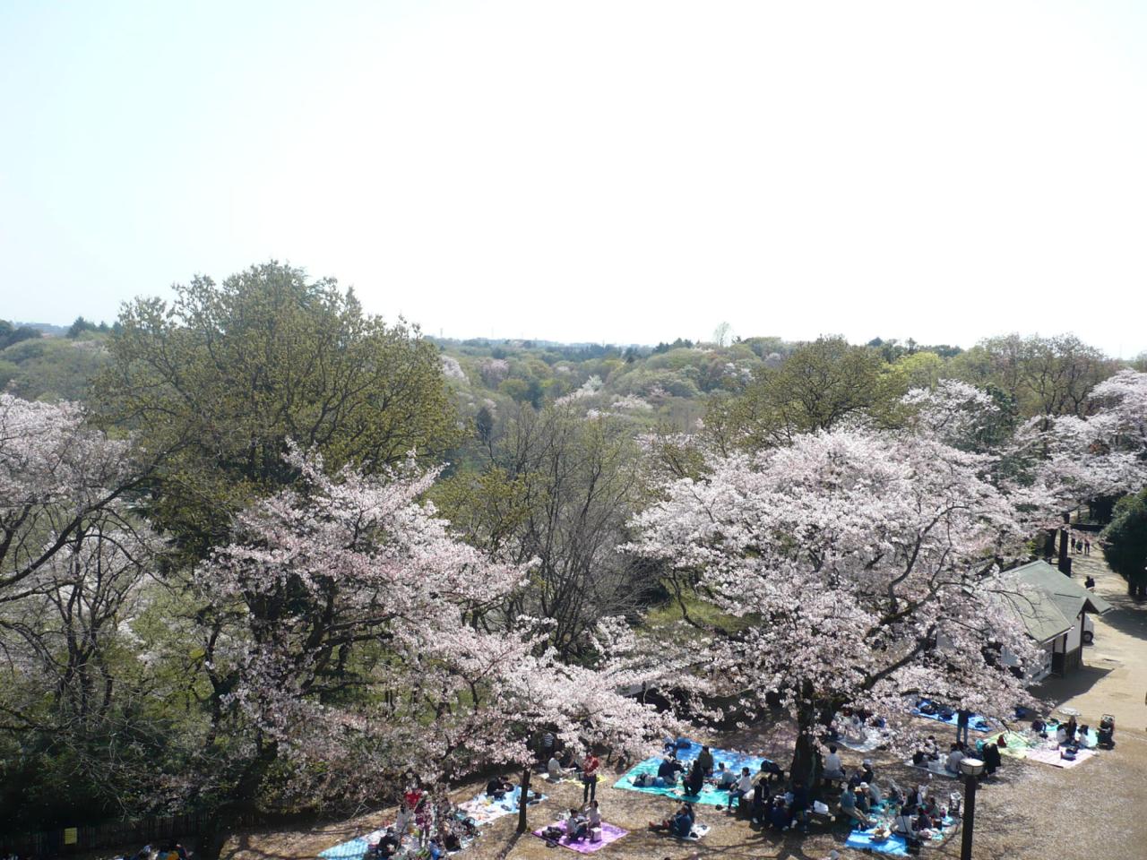 リポーターお花見おすすめスポット情報 桜開花 花見情報 ウェザーニュース