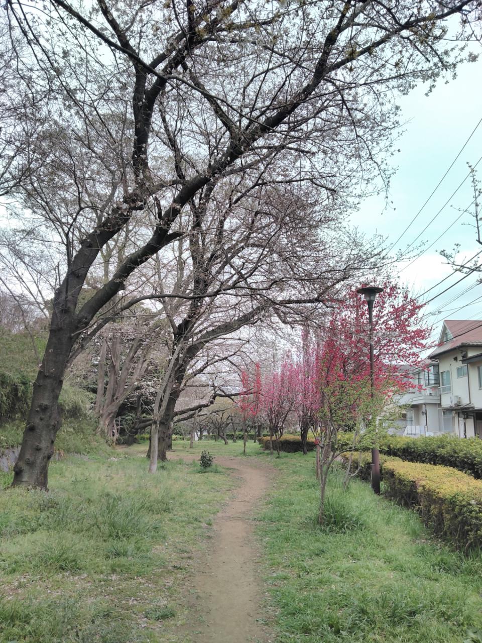 リポーターお花見おすすめスポット情報 桜開花 花見情報 ウェザーニュース