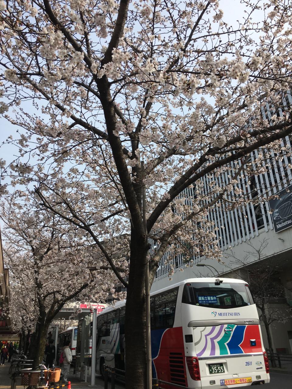 リポーターお花見おすすめスポット情報 桜開花 花見情報 ウェザーニュース