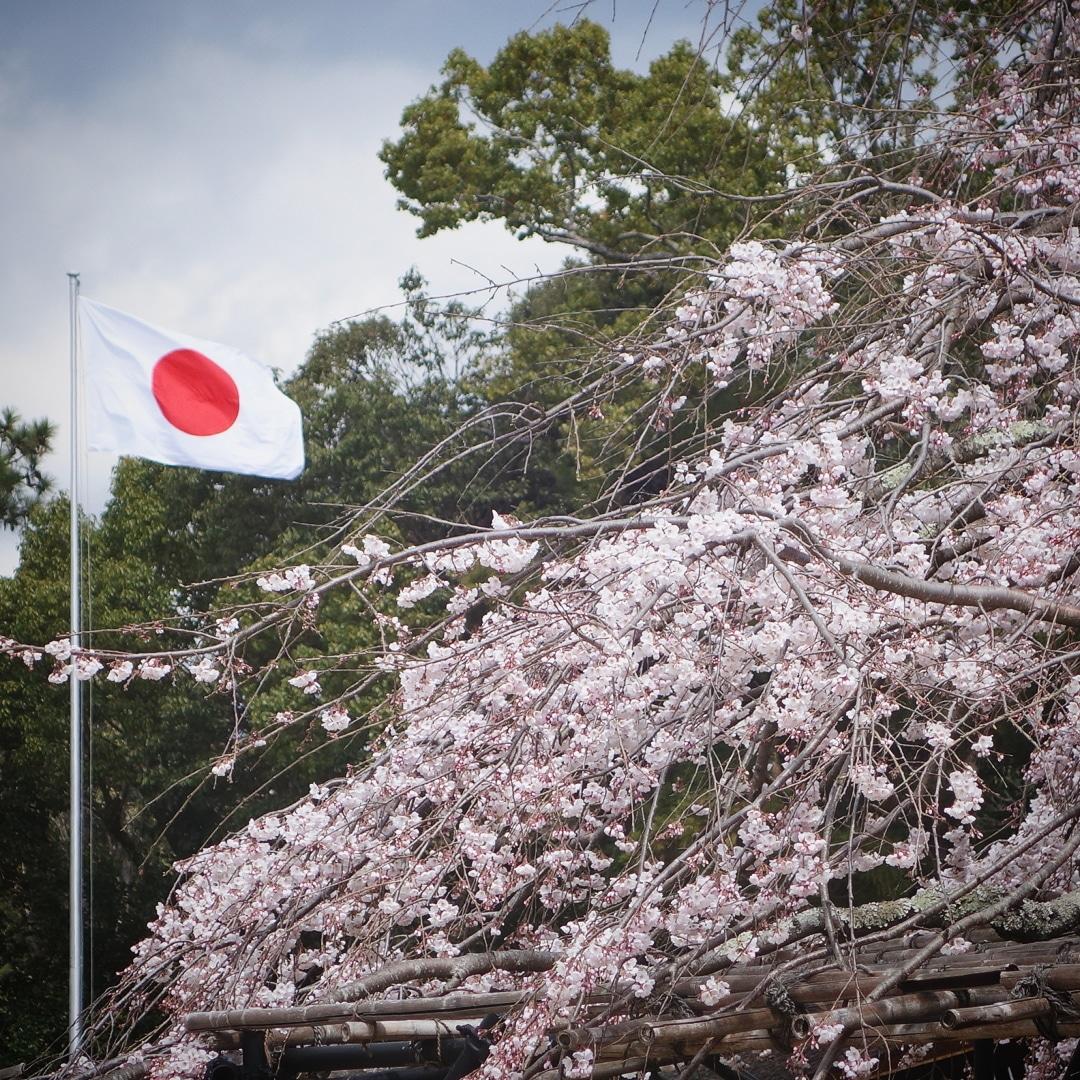 リポーターお花見おすすめスポット情報 桜開花 花見情報 ウェザーニュース