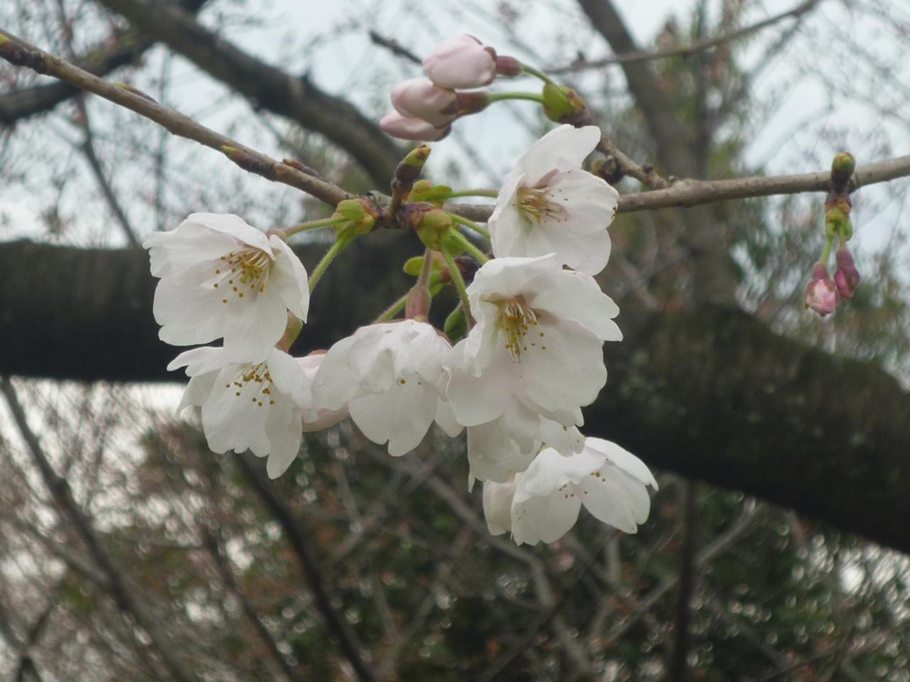 リポーターお花見おすすめスポット情報 桜開花 花見情報 ウェザーニュース