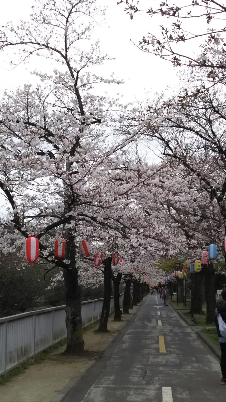 リポーターお花見おすすめスポット情報 桜開花 花見情報 ウェザーニュース