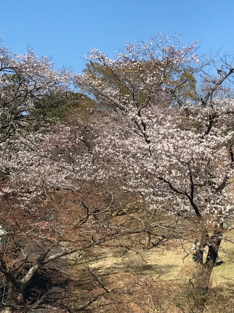リポーターお花見おすすめスポット情報 桜開花 花見情報 ウェザーニュース リポーターお花見おすすめスポット情報 桜開花 花見情報 ウェザーニュース