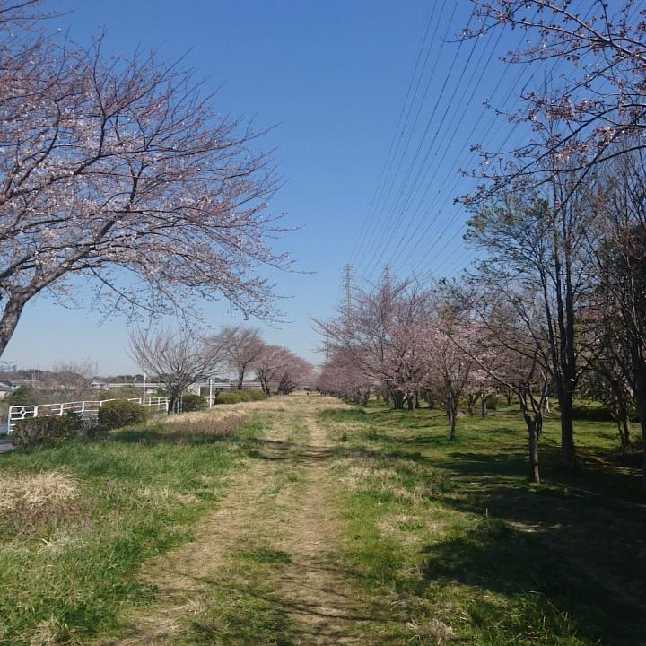 リポーターお花見おすすめスポット情報 桜開花 花見情報 ウェザーニュース